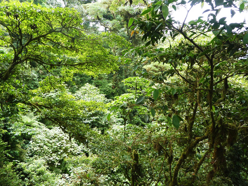 view of the monteverde cloud forest in costa rica