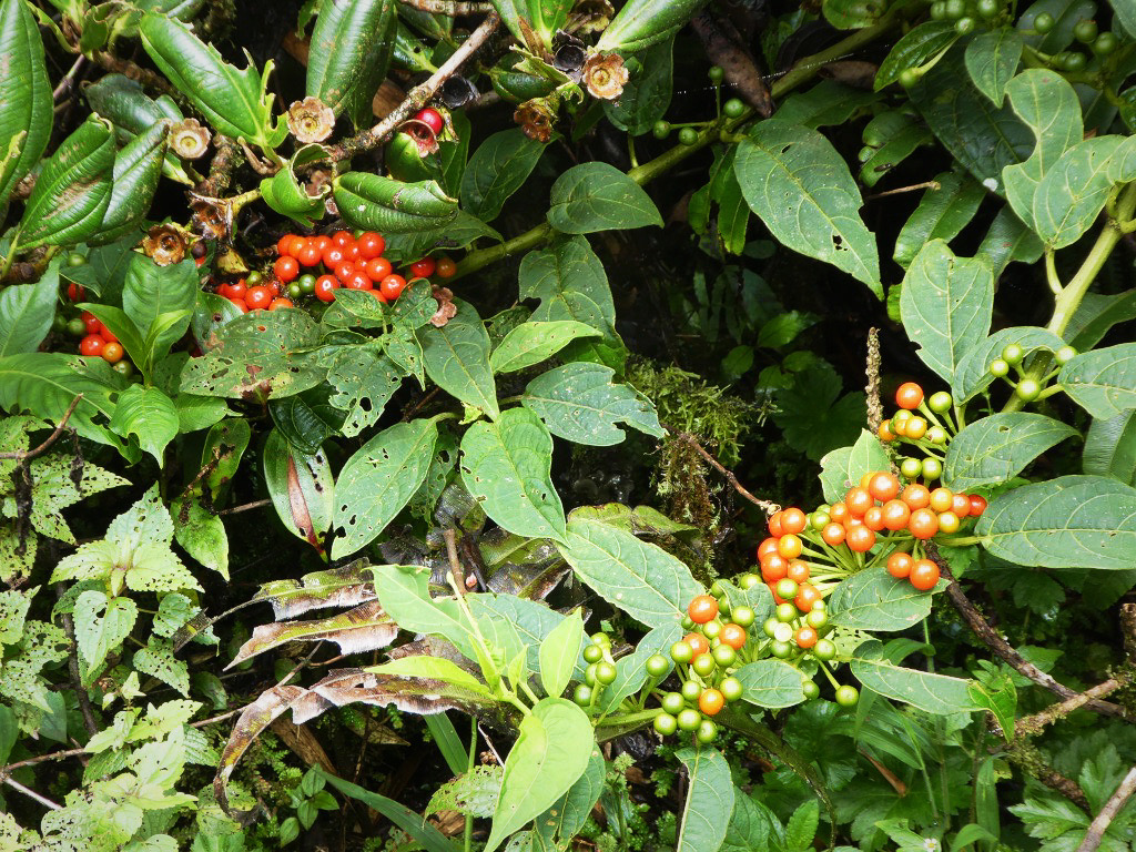 red orange and green berries on green leafs