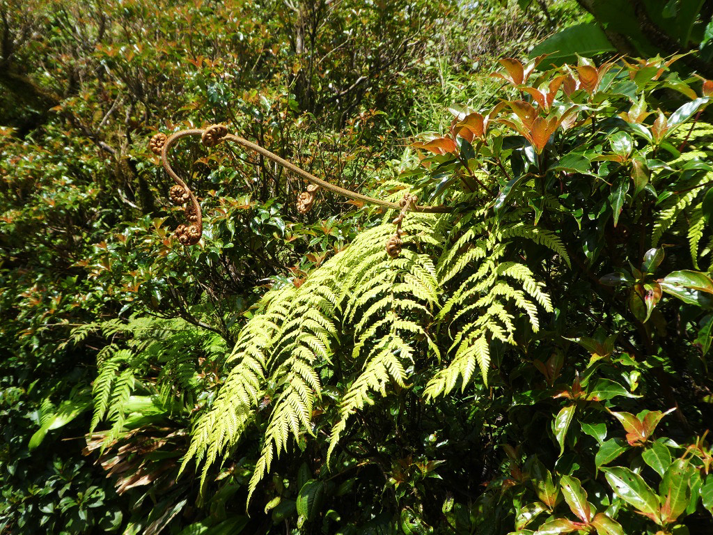 multipronged long green leafs in a forest