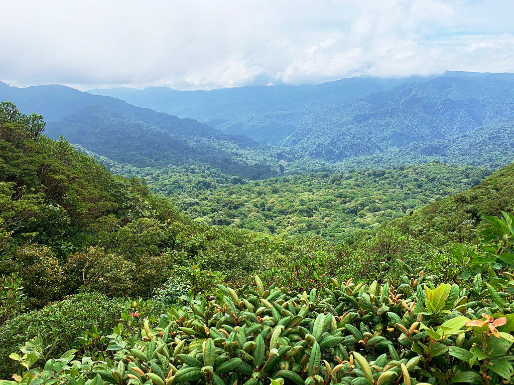monteverde cloud forest with thick plants leaves and a valley of trees