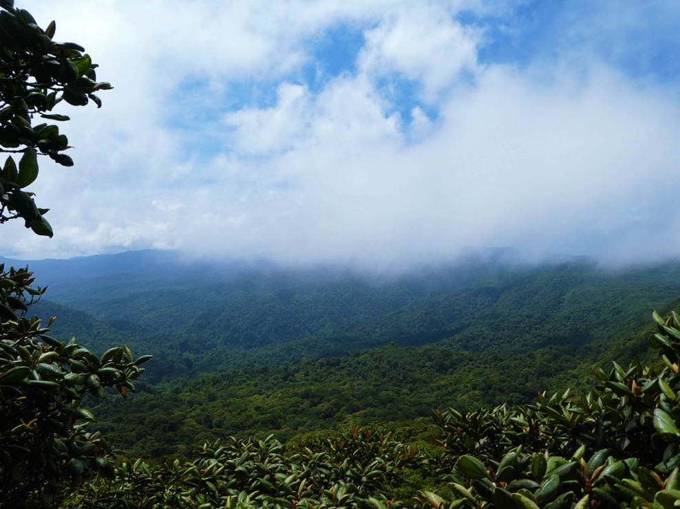 low clouds above dark green trees