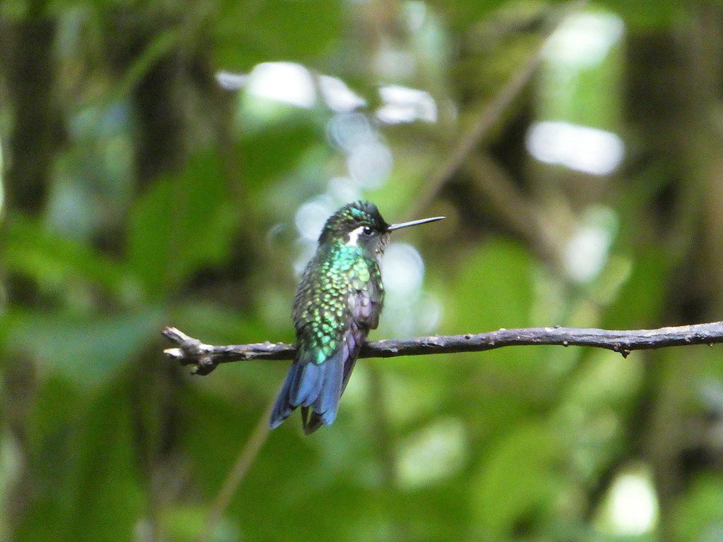 blue and green bird with long beak sitting on a branch