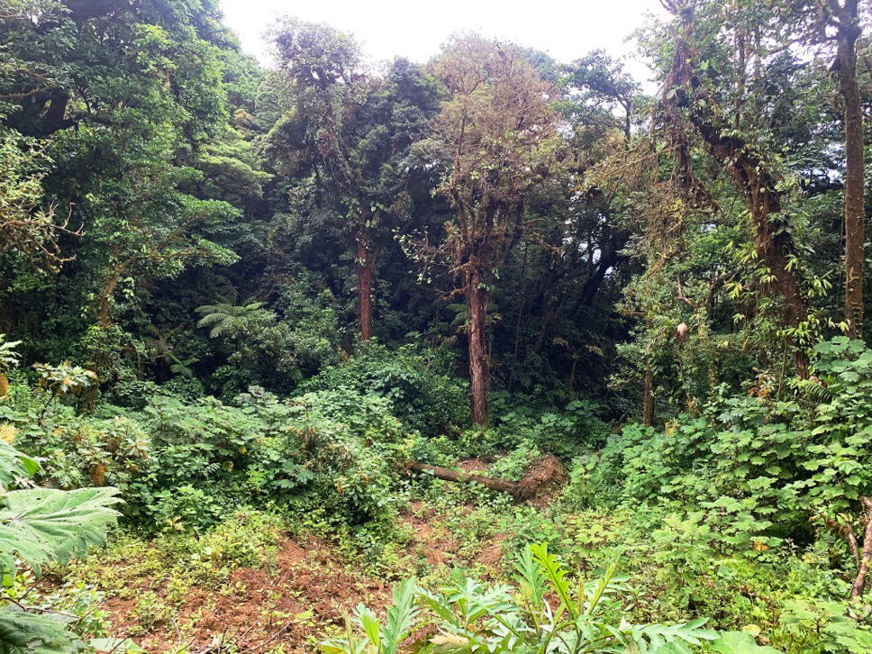 green and brown leafed trees in a forest