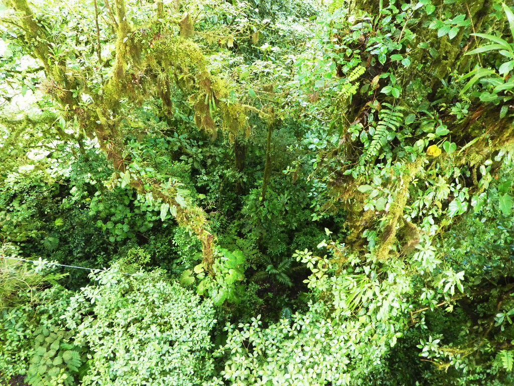 green leafy trees seen from above