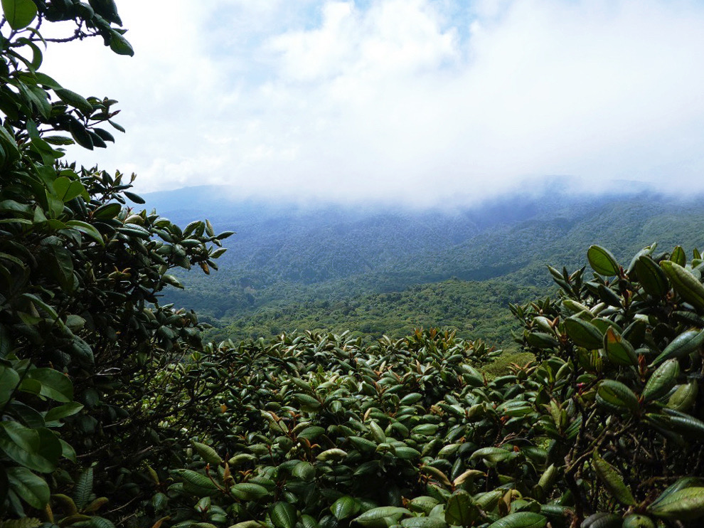 dark green leafs framing a green mountain