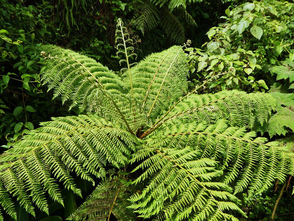 fern like leaves that are green in the shape of a star