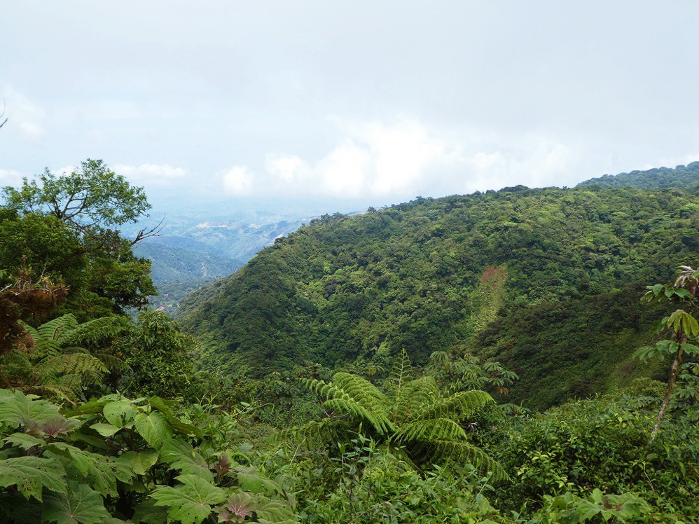green forest mountain with plants