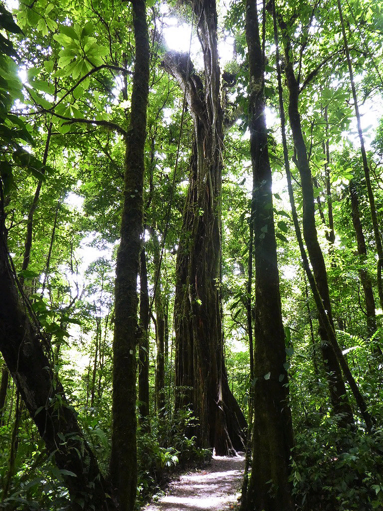 vertical photo of tall tree trunks