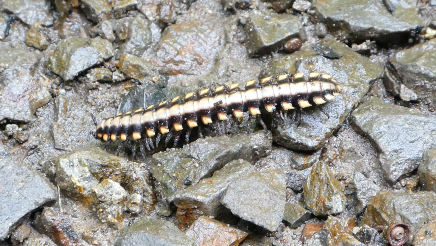 centipede with yellow dots