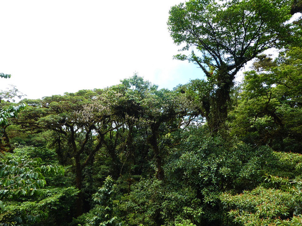 top tree canopy line in a cloud forest