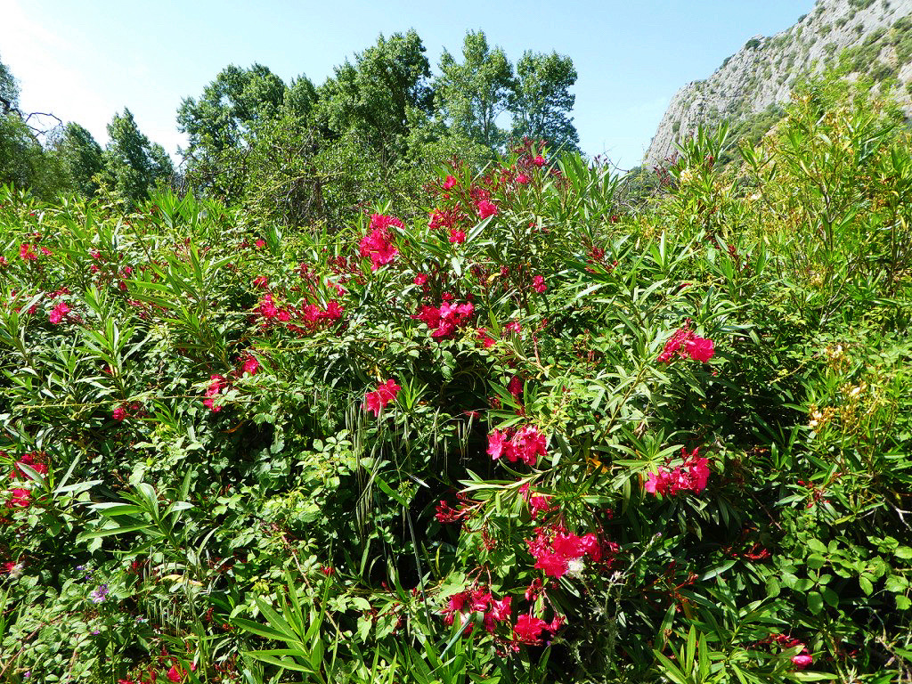 pink flowers blooming on a green bush