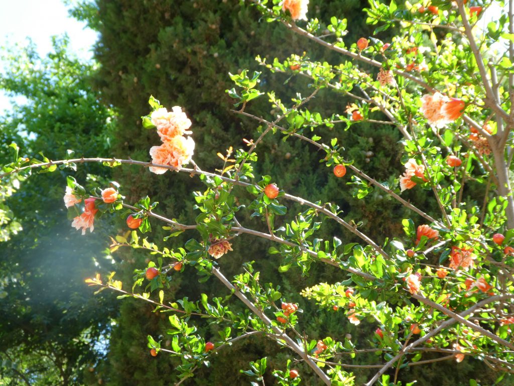 granada flowers on a green bush