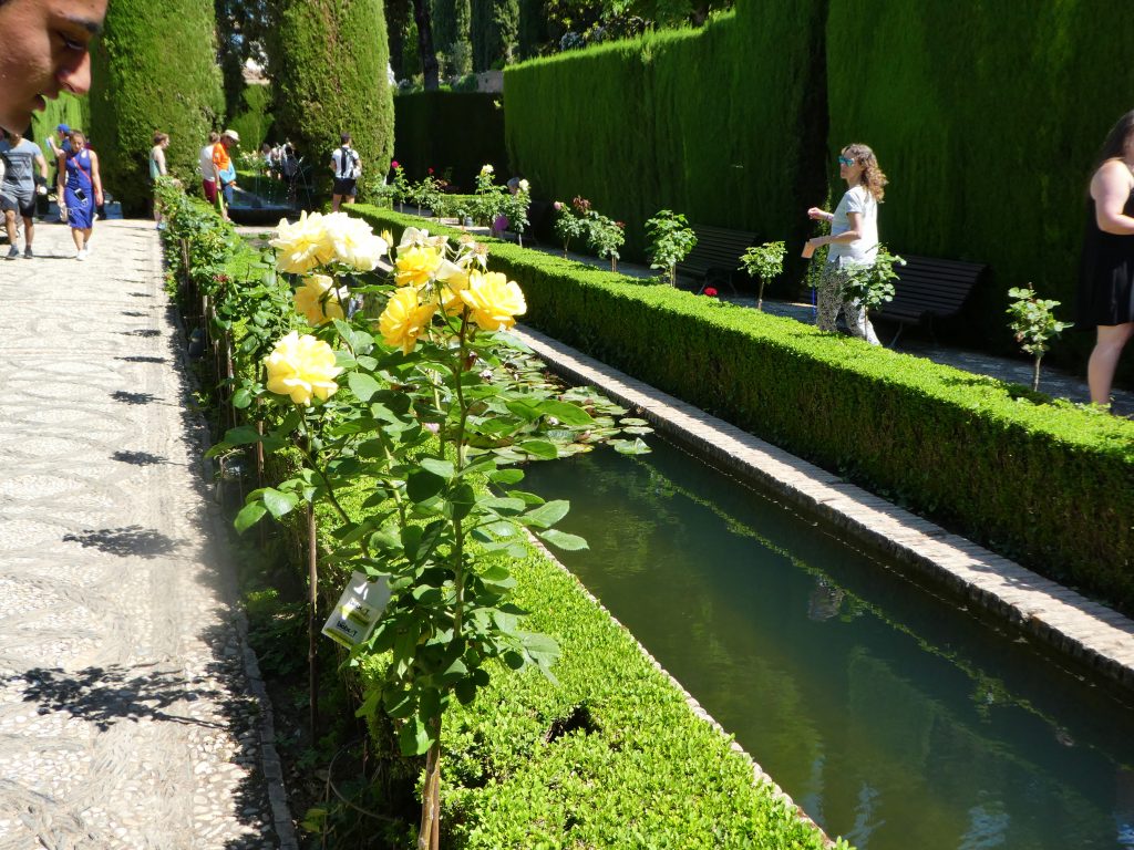yellow flowers on a vine in gardens of the generalife