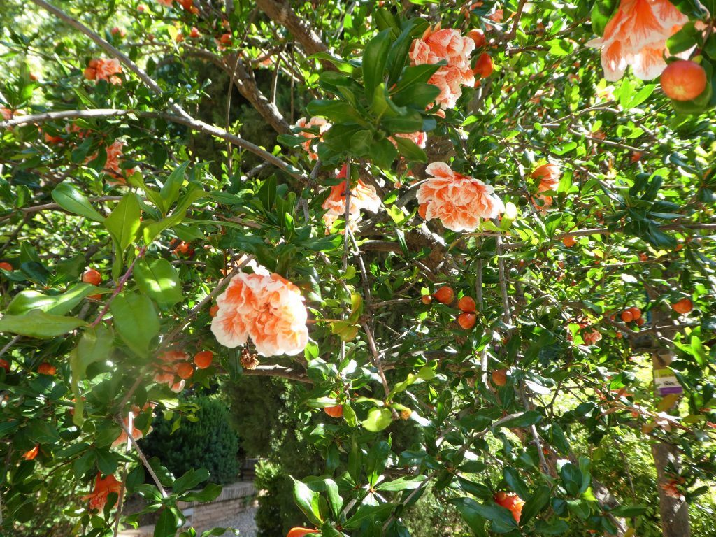 granada flower namesake with orange and white highlights