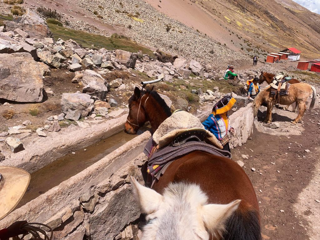 horse watering hole on the way to rainbow mountain peru