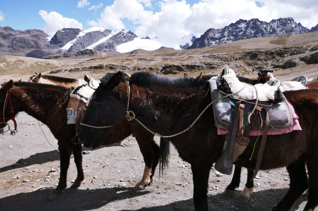 black horses with saddles on them in the andes mountains with clouds in background