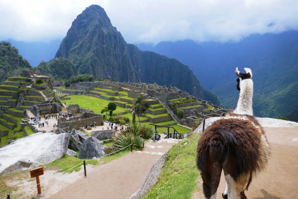 llama looking at machu picchu