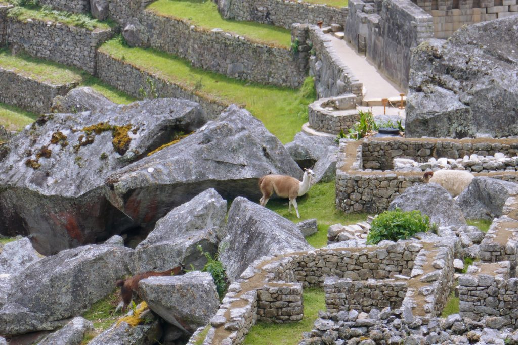 llama walking through the ruins of machu picchu.