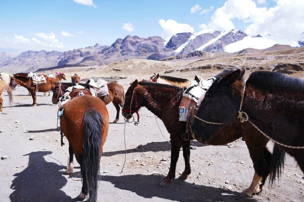 a group of horses with saddles on them standing in the Andes mountain on a clear day