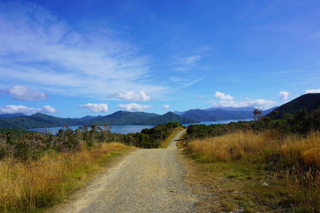 dirt road with tan weeds