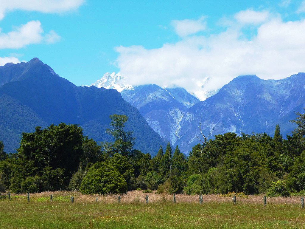 dark green natural trees in front of mount cook