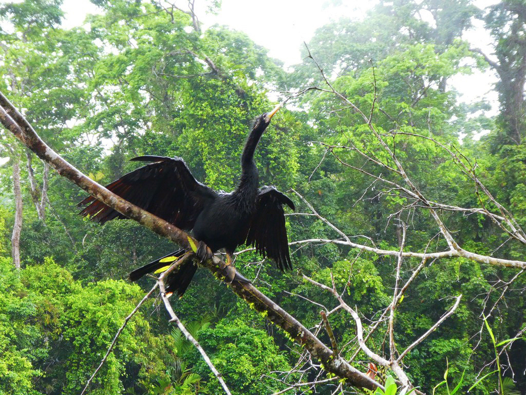 black wild bird spreading its wings on a branch in the rainforest