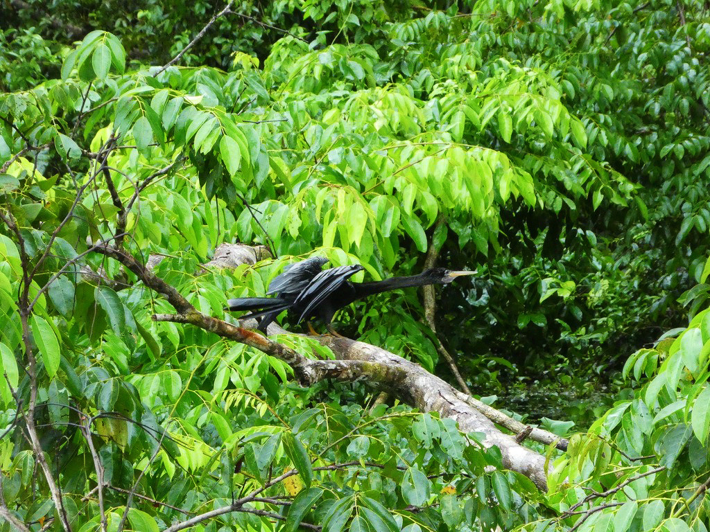 black wild bird preparing to fly off of a tree in green forest