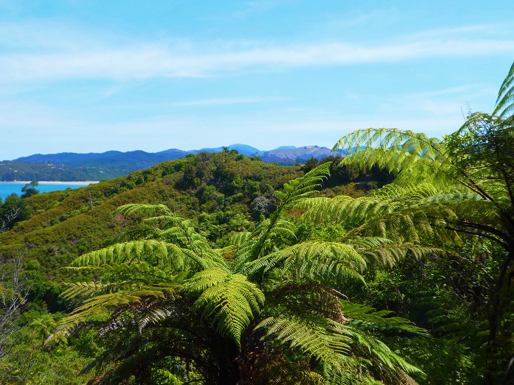 green palm leaves over dense forest
