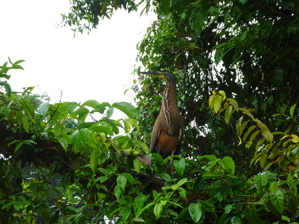wild brown bird sitting in a tree in the tortugeuro rainforest