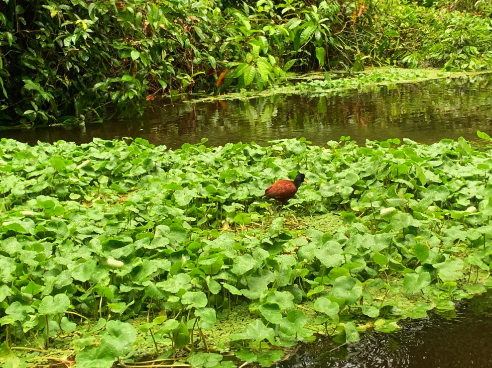 small bird walking on lily pads on the water of tortuguero rainforest