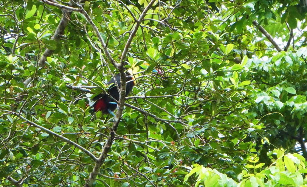 toucan sitting on a branch as seen from below the tree