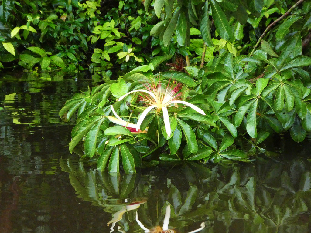 wild water flower with white petals and yellow and red pistils with green leaves in the backdrop