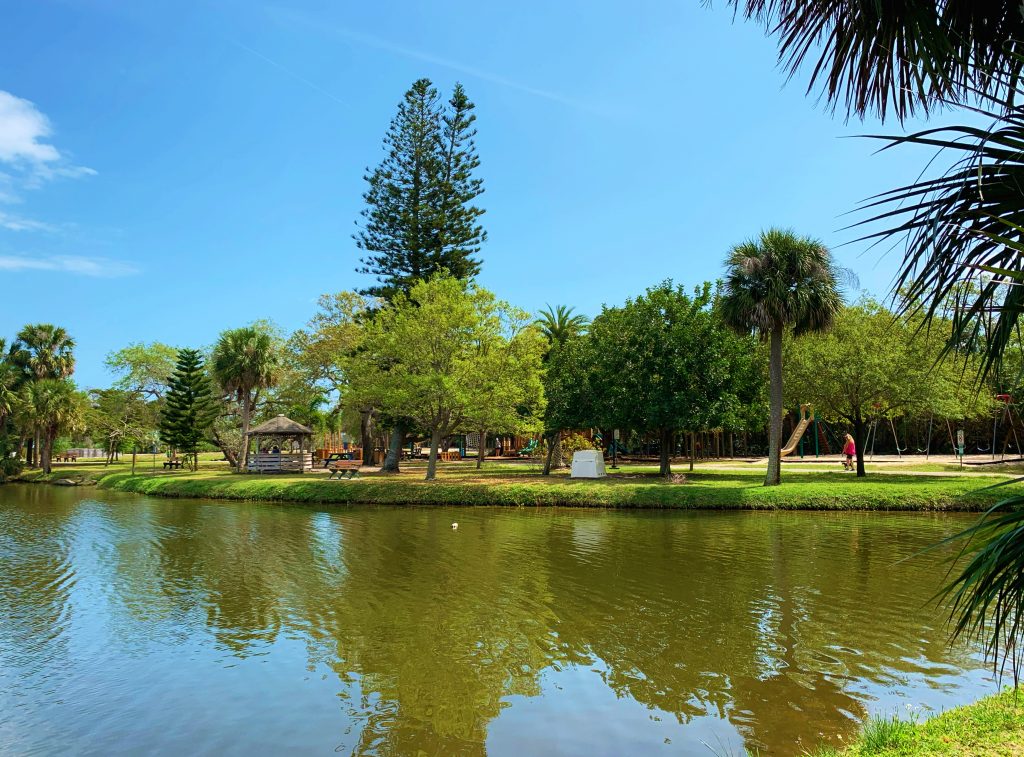 tree next to lake in park