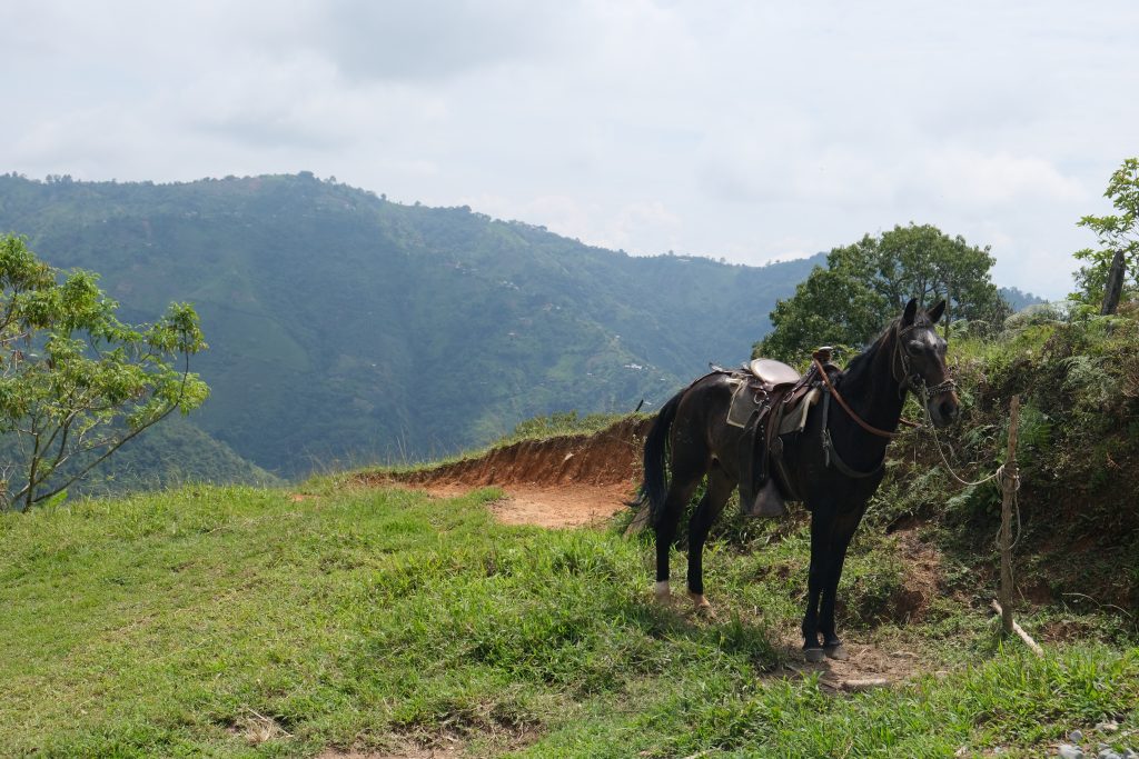 black horse on top of mountain on cloudy day