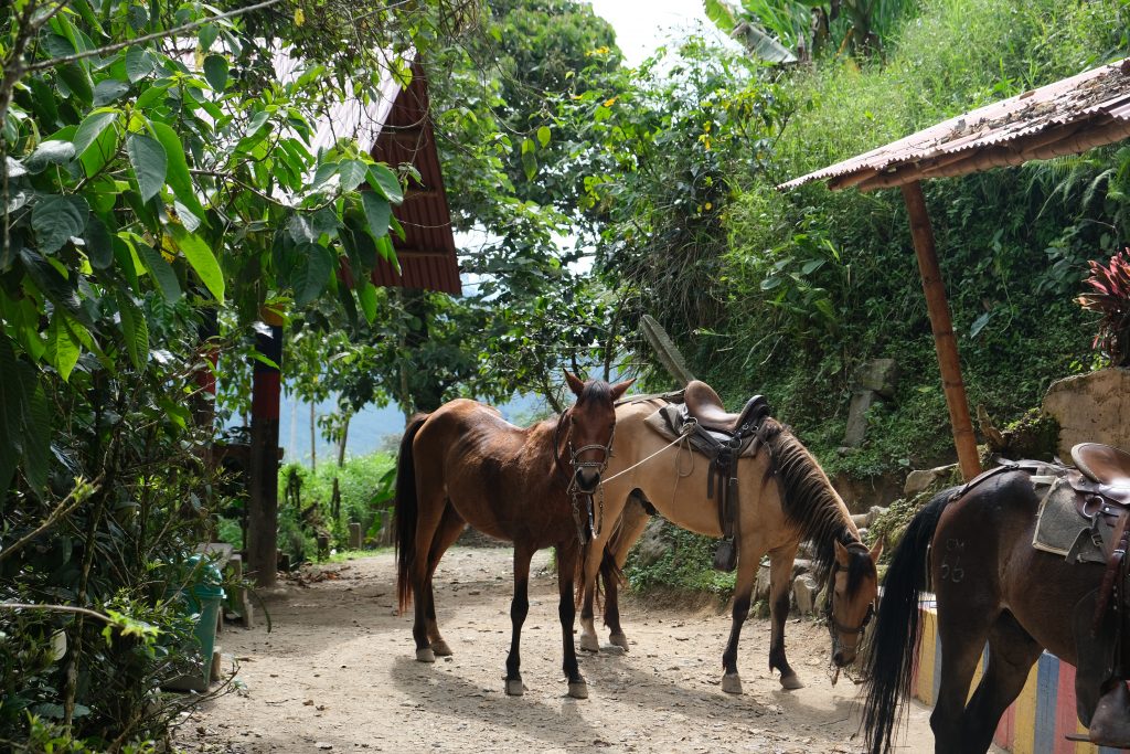 brown and tan horses near a stable on the coffee plantation