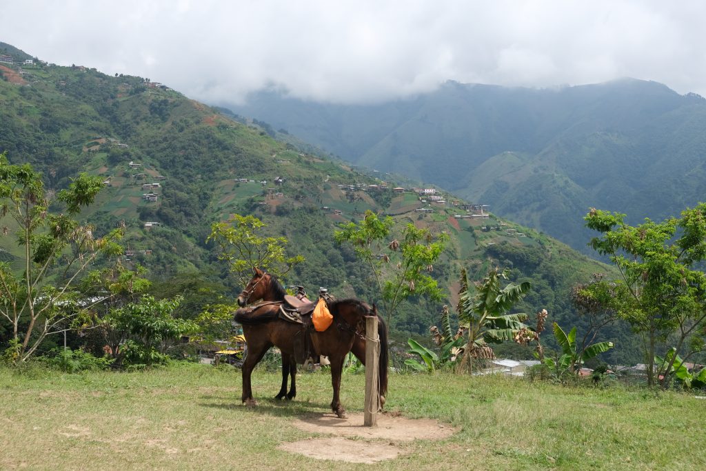 brown horses on a mountain top with green trees and clouds