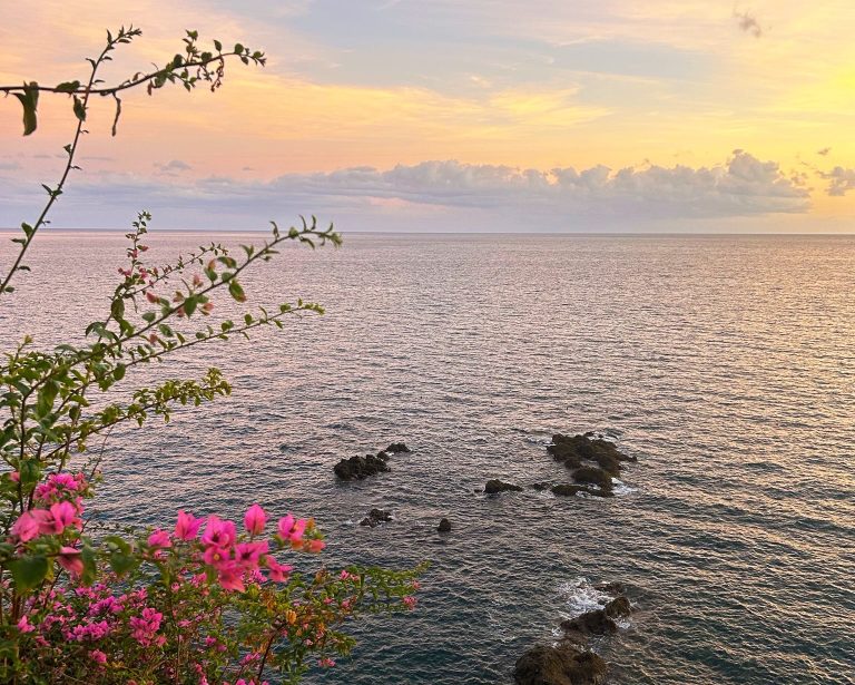 sunset on the atlantic ocean with pink flowers and rocks in madeira