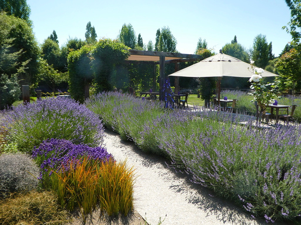 shaded table under an umbrella surrounded by rows of flowers