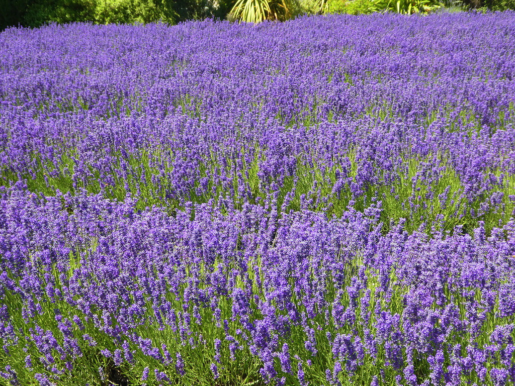 rows and rows of vibrant lavender flowers