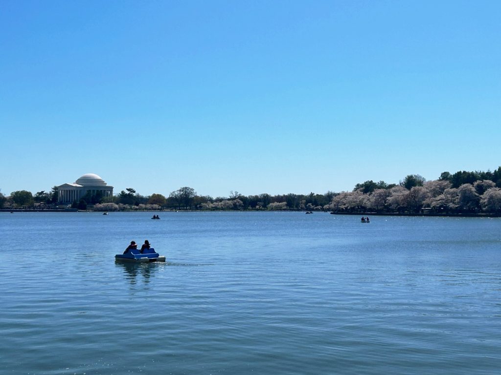 couple in a paddle boat in the tidal basin during the cherry blossom fesitval