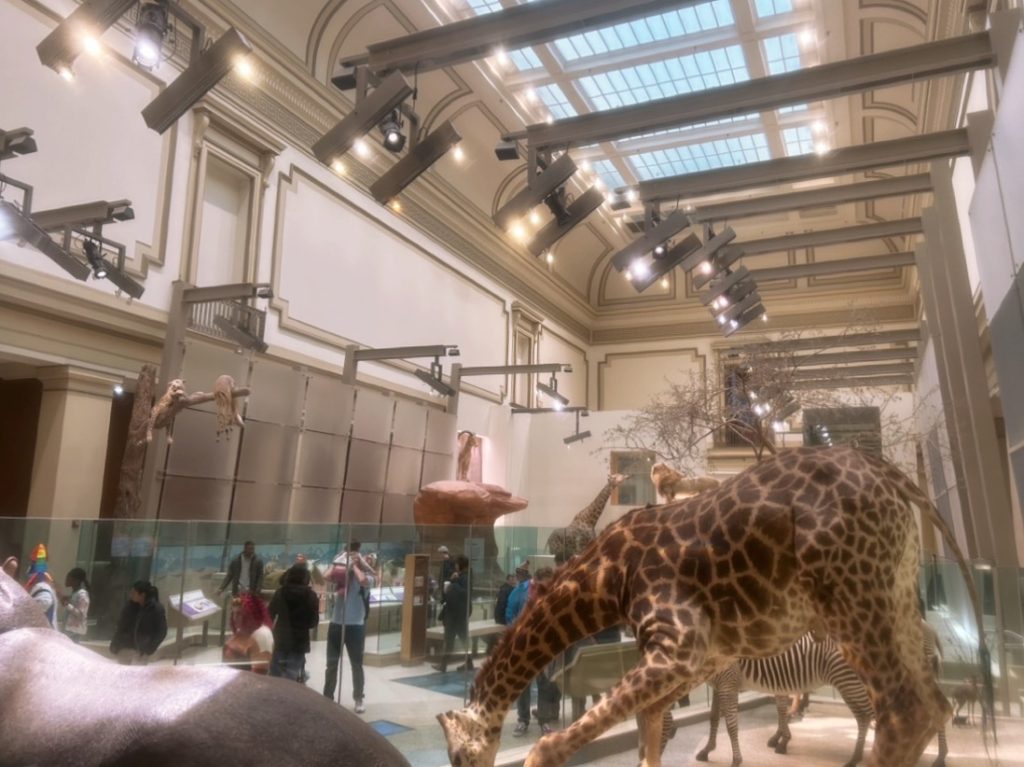 giraffe in the natural history museum