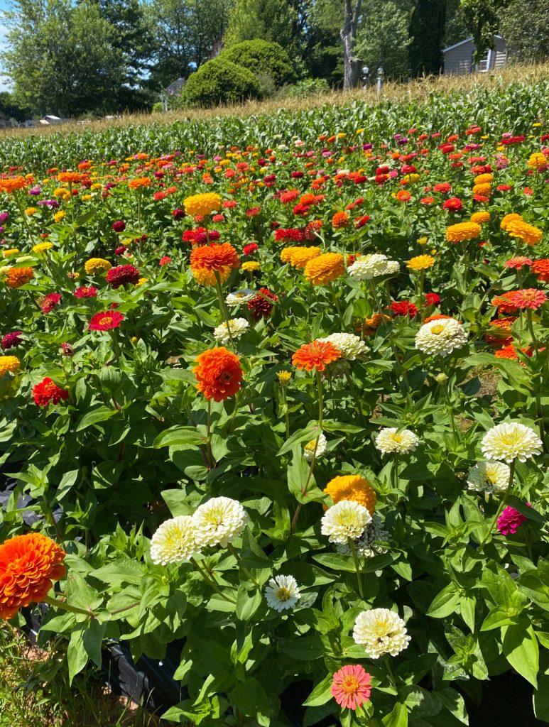 zinnia field on a flower farm in the sun
