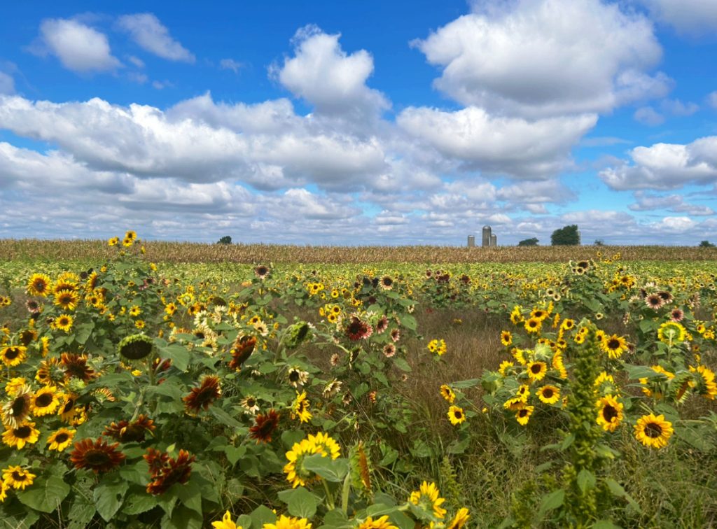vast field of sunflowers with blue sky and clouds in background
