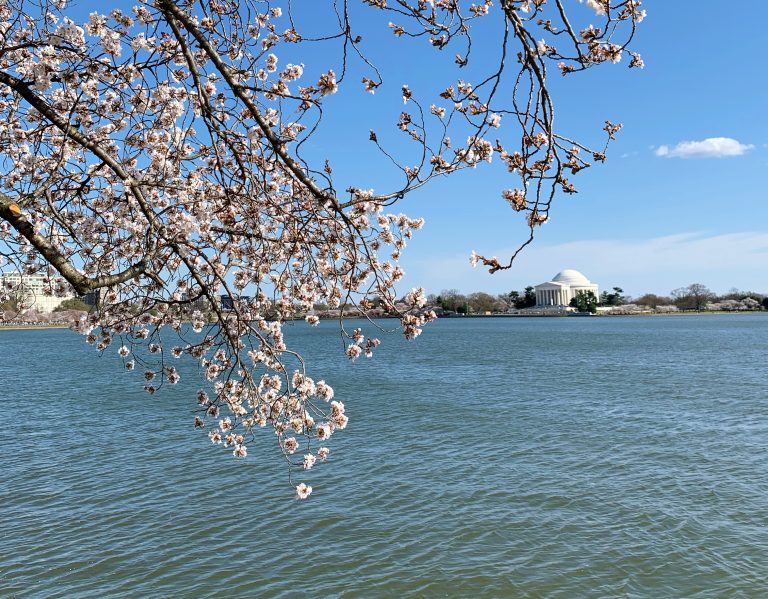 cherry blossom branch in front of the blue water tidal basin in dc