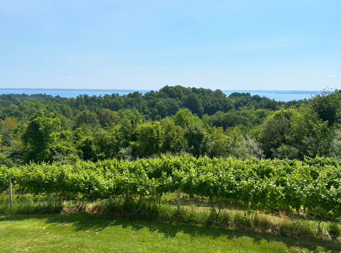 vineyard at ciccone winery