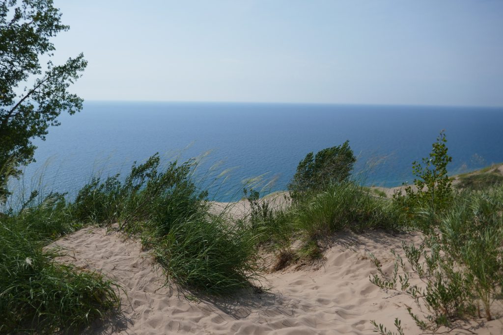 tall green grass on sand dunes