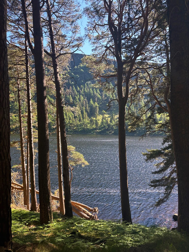 trees along glendalough valley lakes