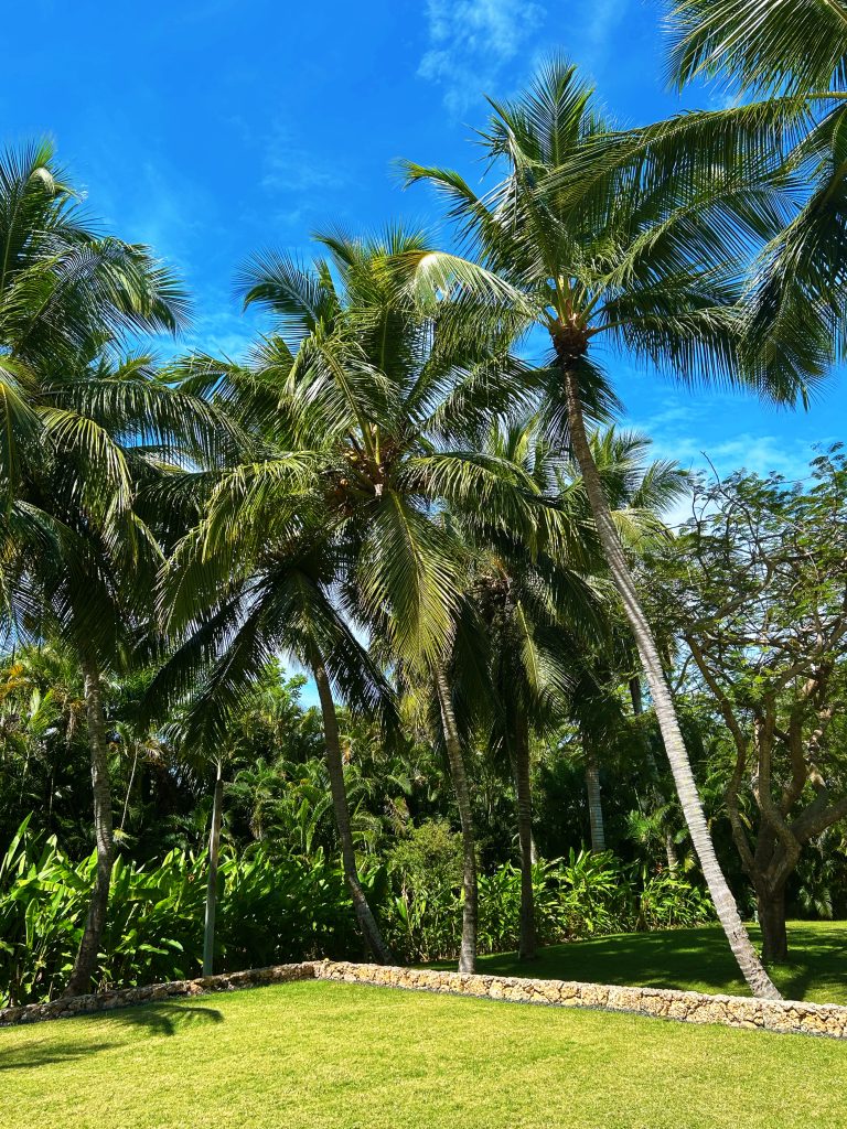 palm trees over green grass with blue sky