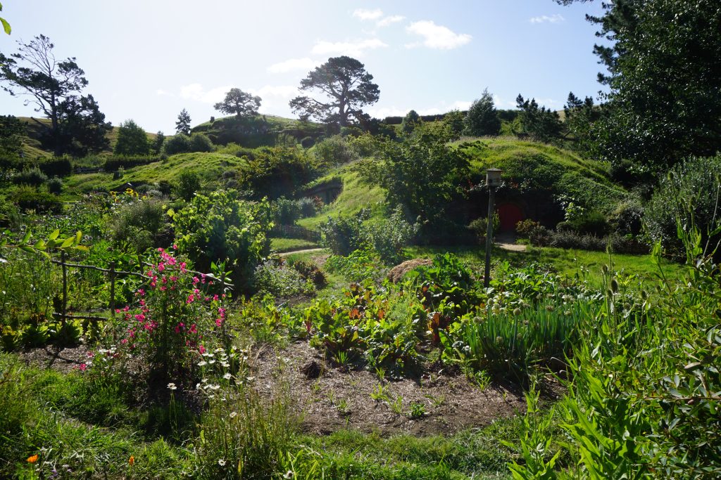 pink flowers and green shrubs in a garden