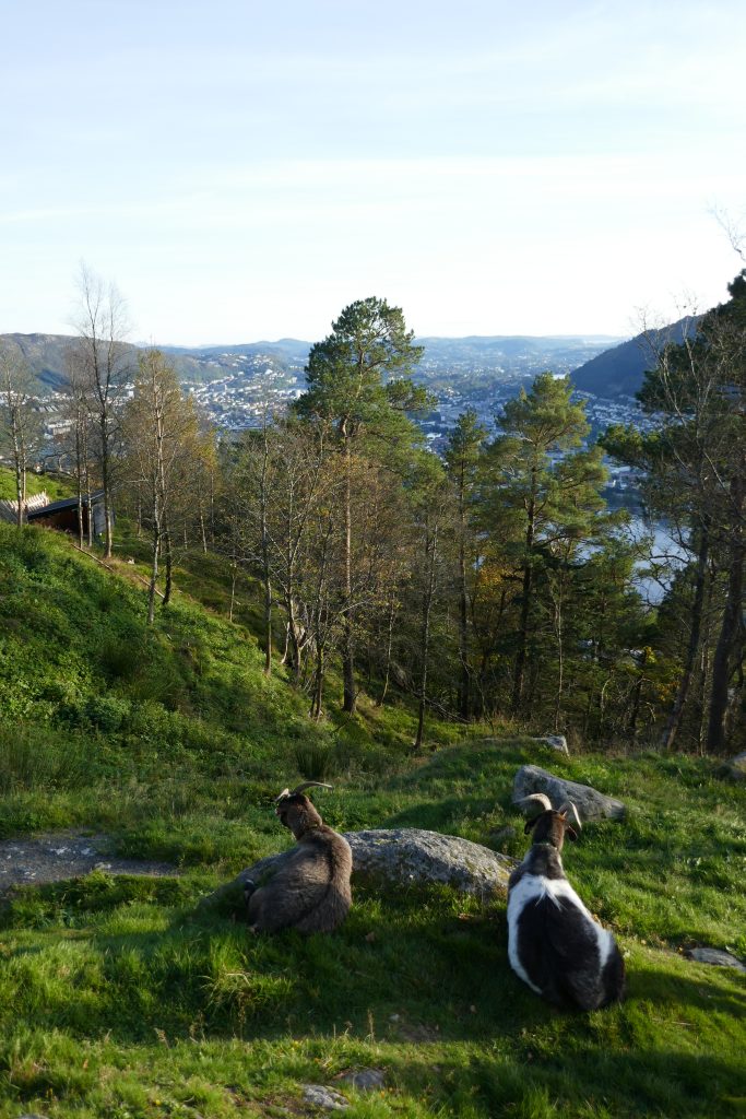 two goats sitting on a grass covered mountain